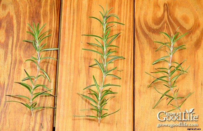 How to Propagate a Rosemary Plant from Stem Cuttings