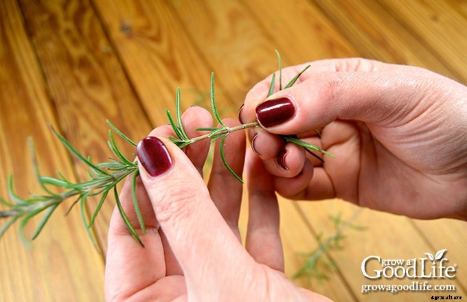 How to Propagate a Rosemary Plant from Stem Cuttings