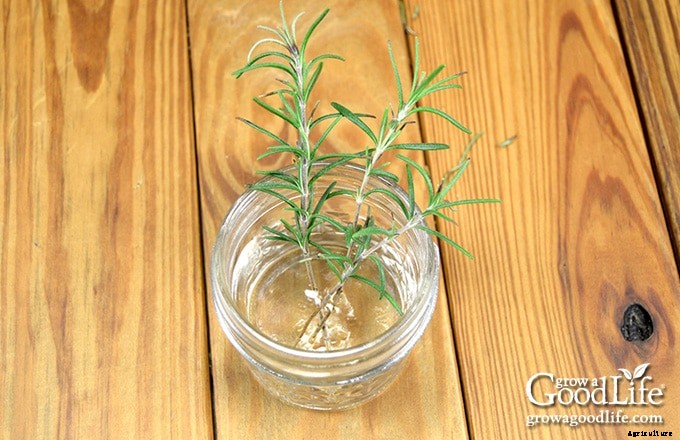 How to Propagate a Rosemary Plant from Stem Cuttings