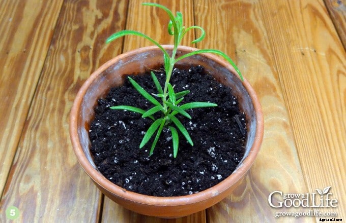 How to Propagate a Rosemary Plant from Stem Cuttings