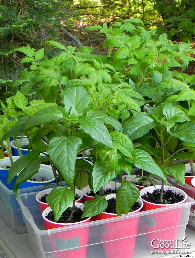 How to Harden Off Seedlings