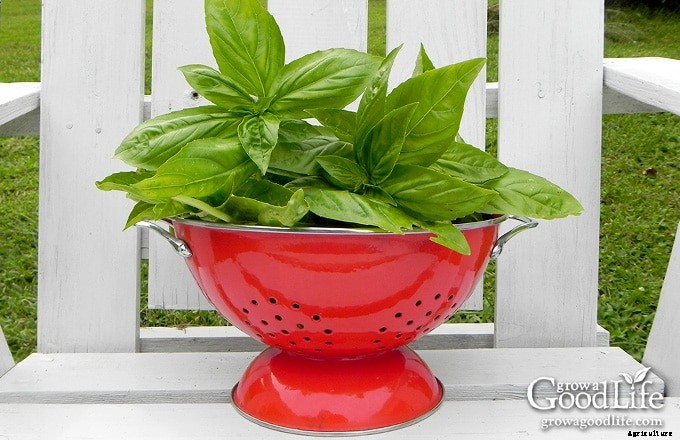 Growing Herbs: 7 Herbs to Start from Seed