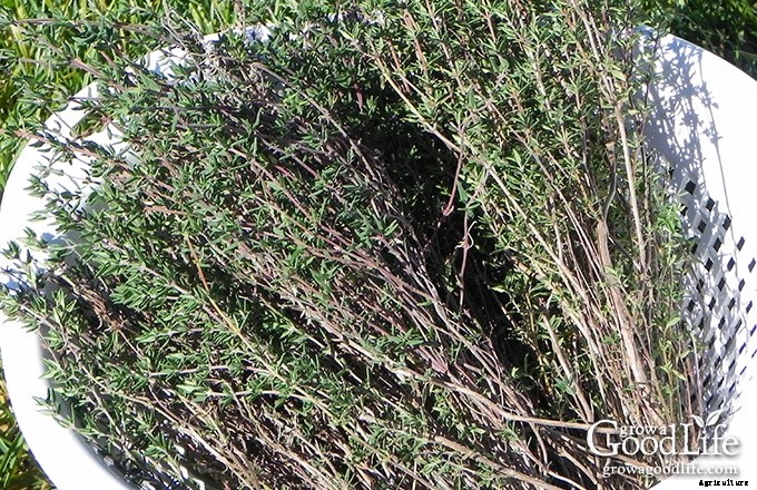 Growing Herbs: 7 Herbs to Start from Seed