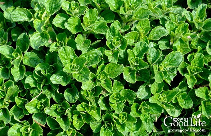 Growing Herbs: 7 Herbs to Start from Seed