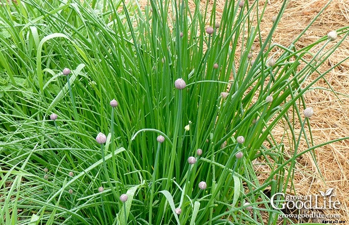 Growing Herbs: 7 Herbs to Start from Seed