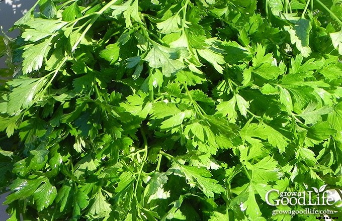 Growing Herbs: 7 Herbs to Start from Seed