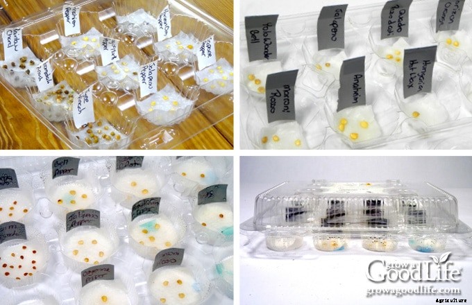 How to Pre-Sprout Seeds for Faster Germination