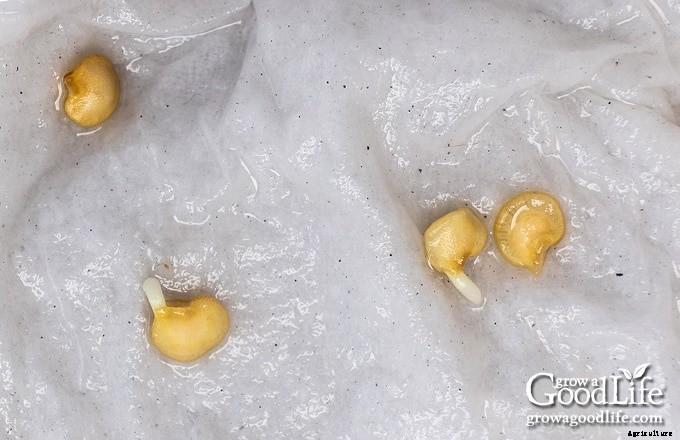 How to Pre-Sprout Seeds for Faster Germination