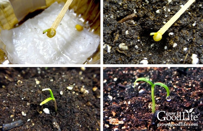 How to Pre-Sprout Seeds for Faster Germination
