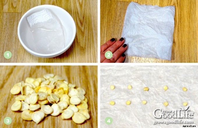 Simple Seed Germination Test