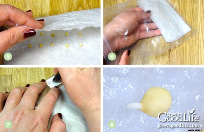 Simple Seed Germination Test