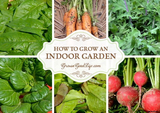 How to Grow an Indoor Garden
