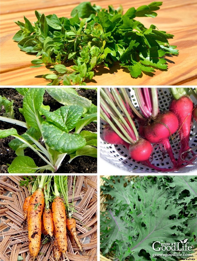 How to Grow an Indoor Garden