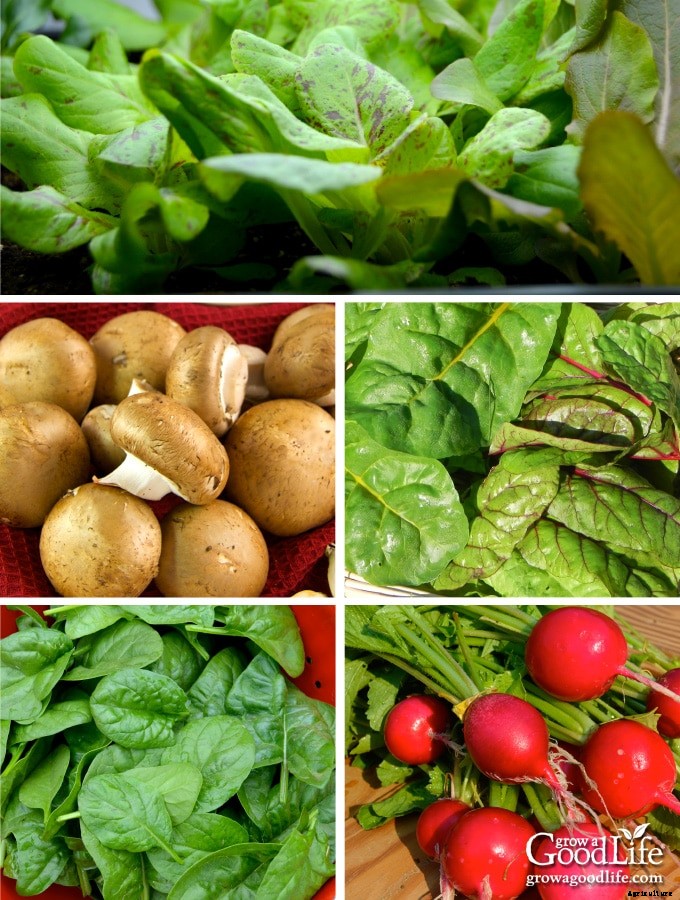 How to Grow an Indoor Garden