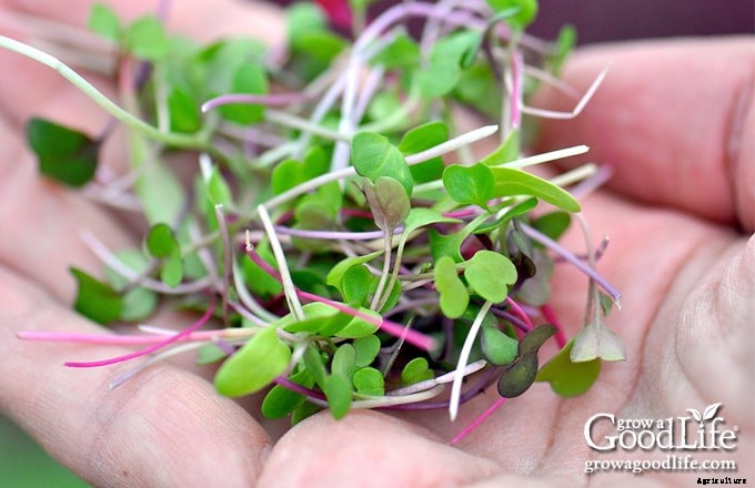 How to Grow an Indoor Garden