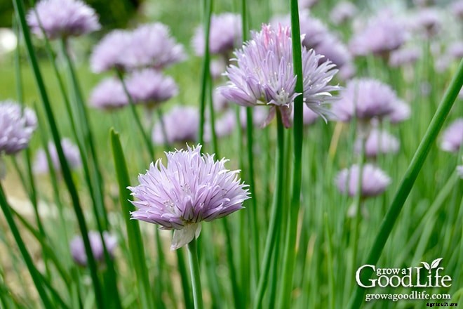 Grow Herbs Indoors: Potting Up Chives