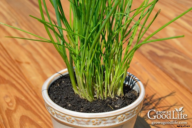 Grow Herbs Indoors: Potting Up Chives