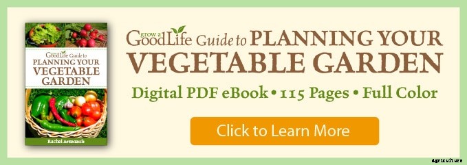 Grow Herbs Indoors: Potting Up Chives