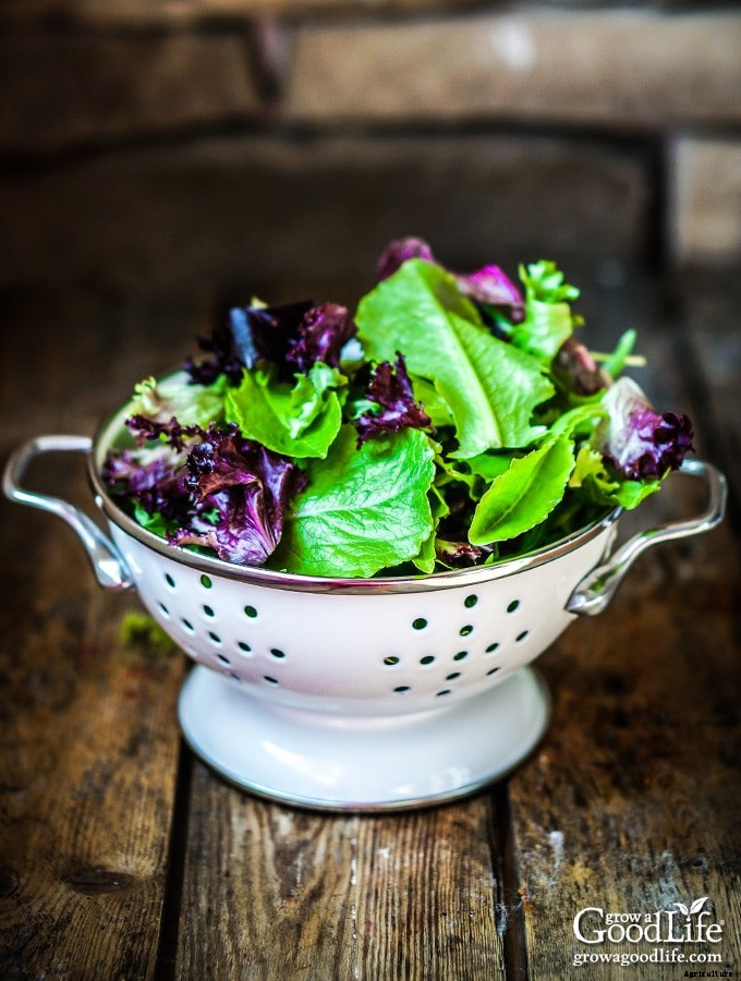 13 Quick Growing Vegetables for Your Fall Garden