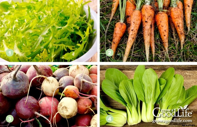 13 Quick Growing Vegetables for Your Fall Garden