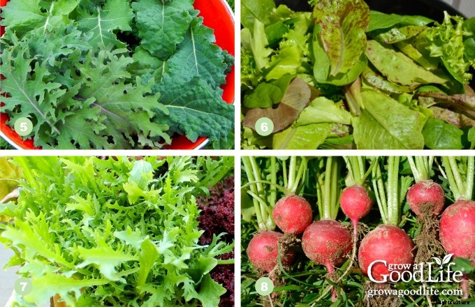 13 Quick Growing Vegetables for Your Fall Garden