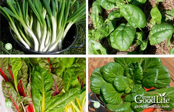 13 Quick Growing Vegetables for Your Fall Garden