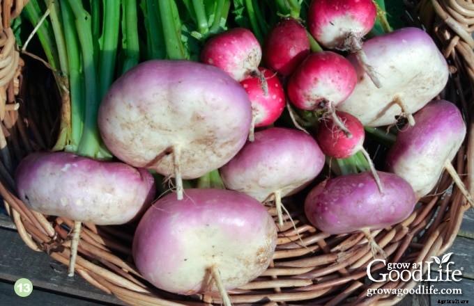 13 Quick Growing Vegetables for Your Fall Garden