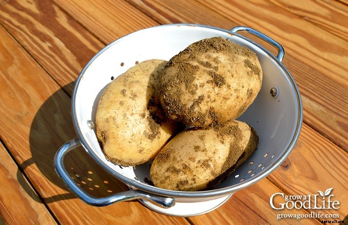 How to Grow Potatoes in Containers