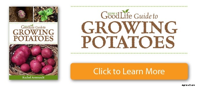 How to Grow Potatoes in Containers