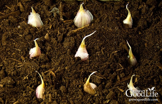 Planting Spring Garlic