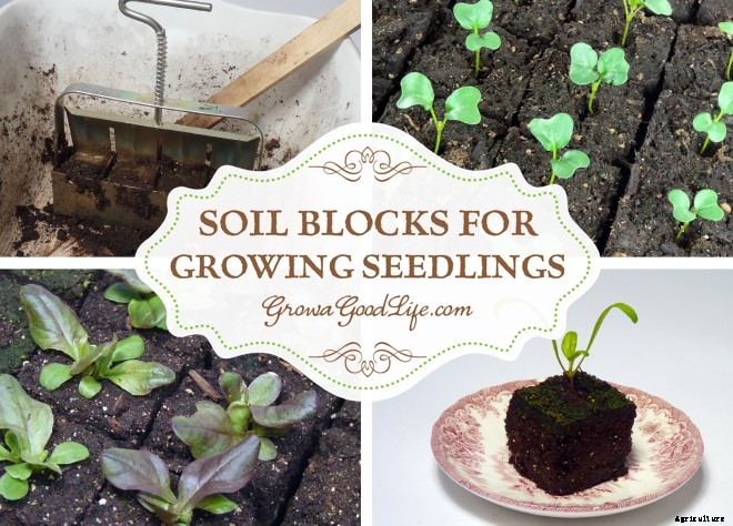 Soil Blocks to Grow Seedlings