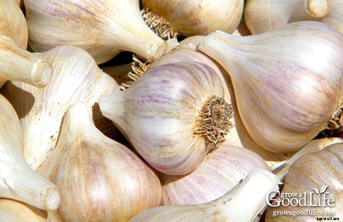 7 Tips for Growing Great Garlic