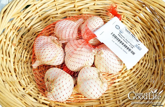 7 Tips for Growing Great Garlic