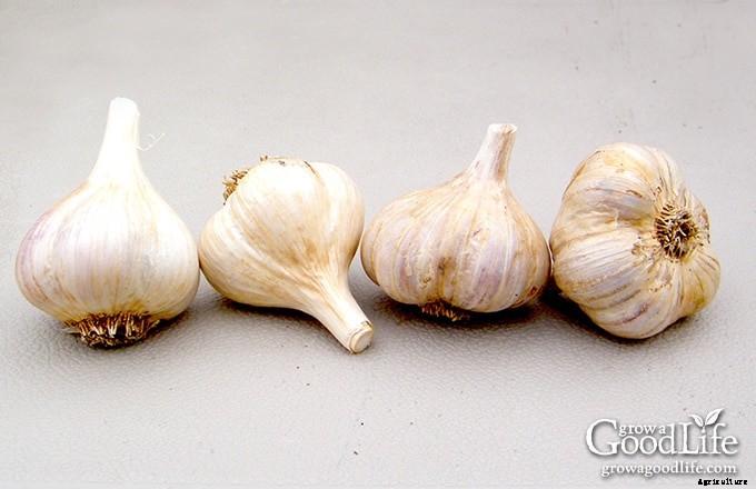 7 Tips for Growing Great Garlic