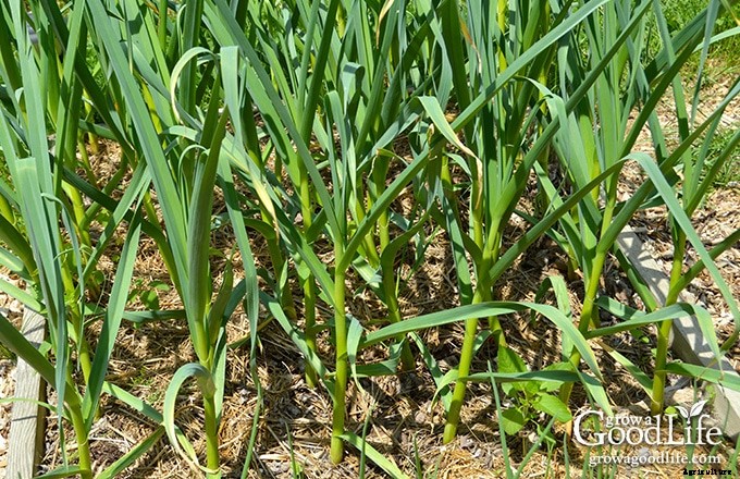 7 Tips for Growing Great Garlic