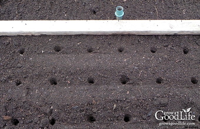 7 Tips for Growing Great Garlic