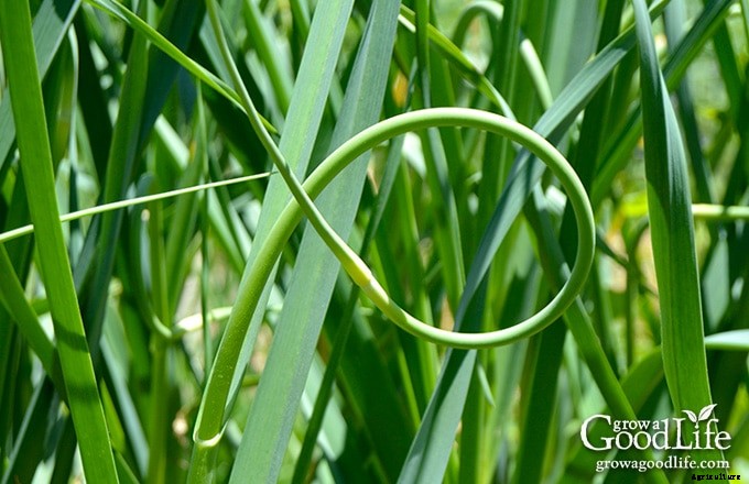 7 Tips for Growing Great Garlic