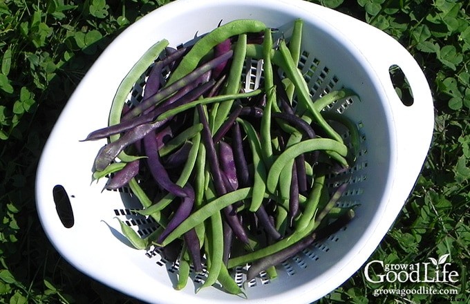 8 Easiest Vegetables to Grow in Your Garden
