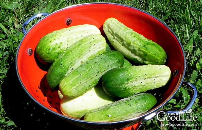 8 Easiest Vegetables to Grow in Your Garden