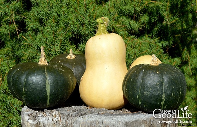 8 Easiest Vegetables to Grow in Your Garden