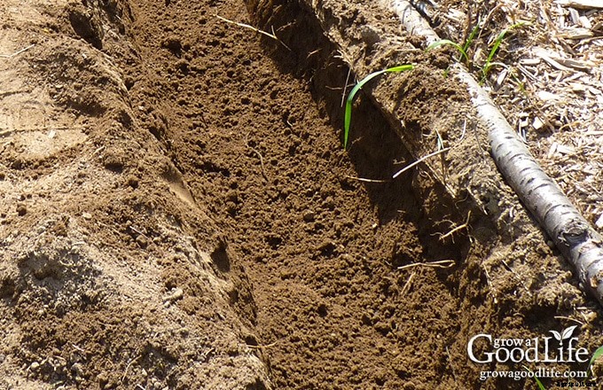 How to Grow Potatoes: Trench and Hill Method