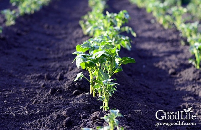 How to Grow Potatoes: Trench and Hill Method