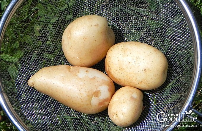 How to Grow Potatoes: Trench and Hill Method