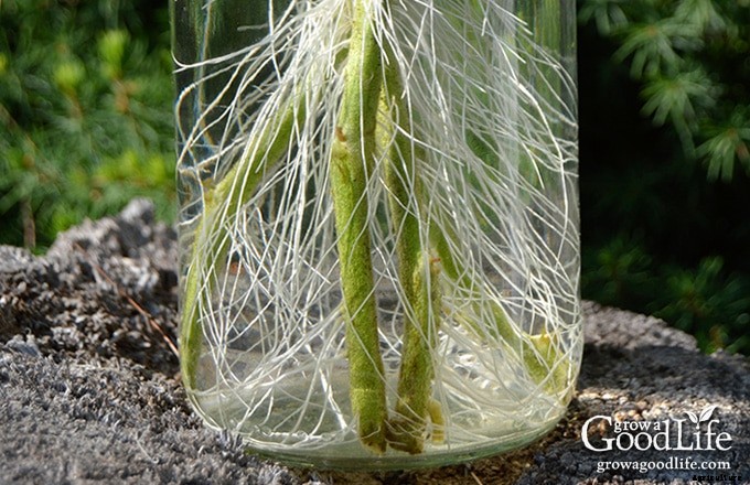 How to Root Tomato Suckers and Grow New Plants