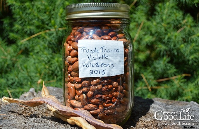 How to Save Bean Seeds to Plant Next Year