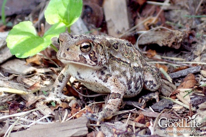How to Attract Frogs and Toads to Your Garden