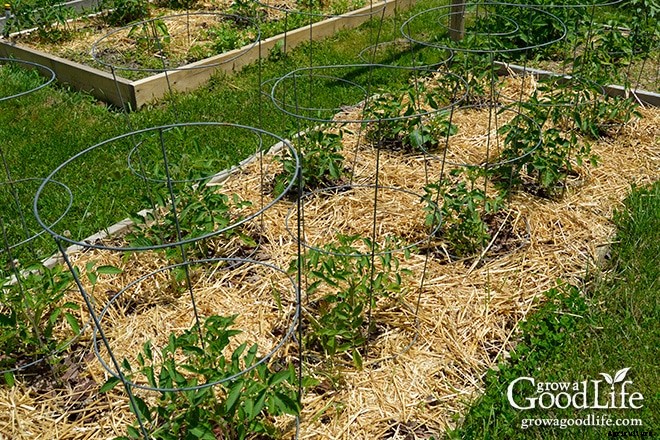 9 Creative DIY Tomato Trellis Ideas
