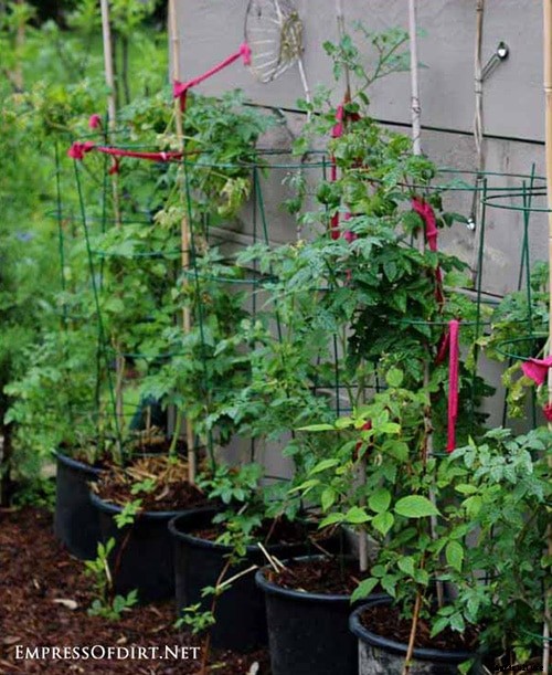 9 Creative DIY Tomato Trellis Ideas