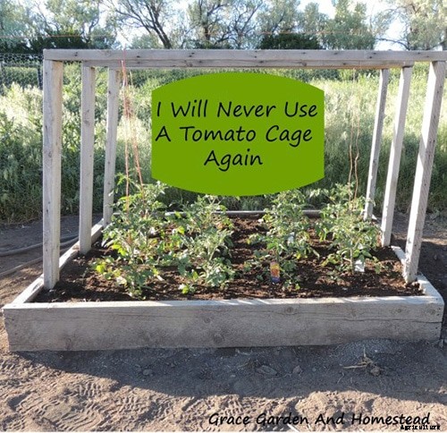 9 Creative DIY Tomato Trellis Ideas