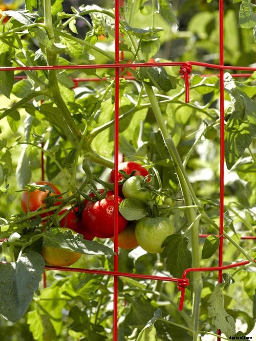 9 Creative DIY Tomato Trellis Ideas